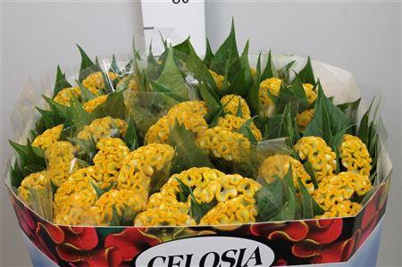 Celosia Cristata Grp 'Act Inca'