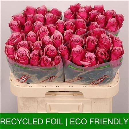 Rosa grootbloemig Majestic Athena