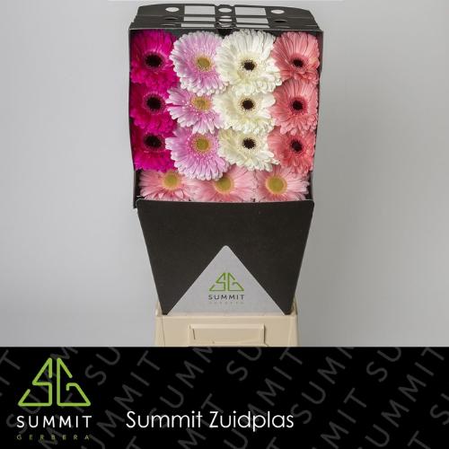 Gerbera grootbloemig gemengd