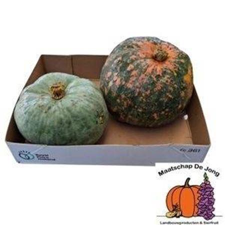 Siervruchten per stuk Cucurbita pepo 'Jarrahdale'