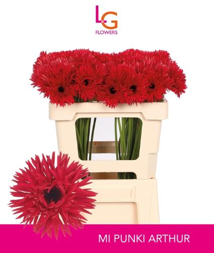 Gerbera mini Punki Arthur