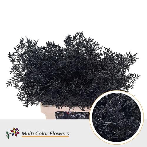 Limonium overig kleurbehandeld H%