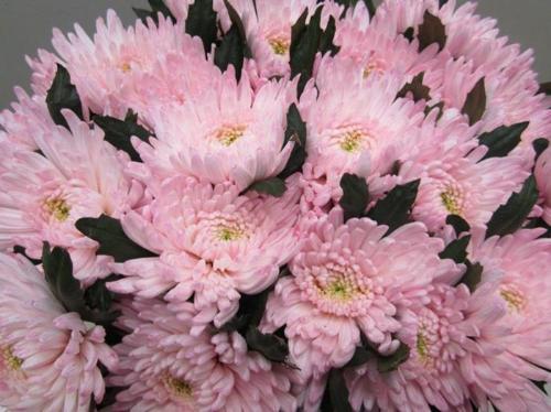 Chrysanthemum geplozen kas kleurbehandeld H%