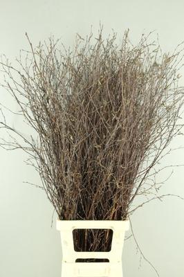 Betula per bos