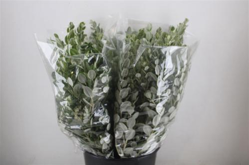 Pittosporum per bos