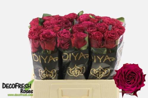 Rosa grootbloemig Venturoso