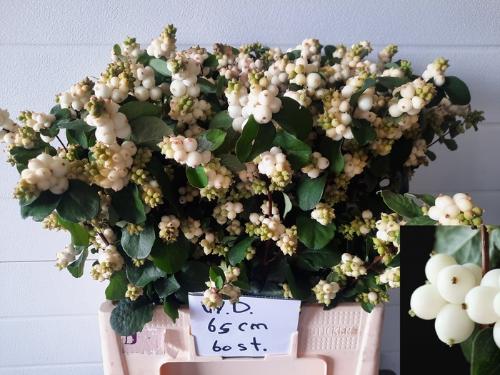 Symphoricarpos Magical White Dream