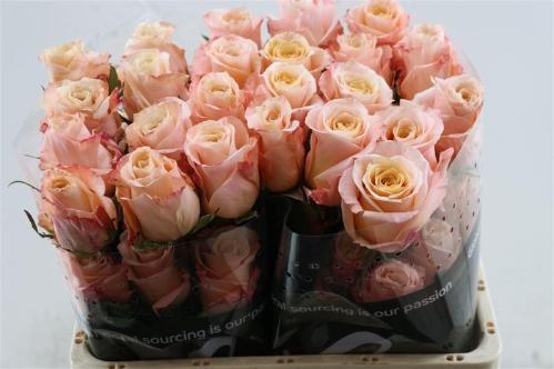 Rosa grootbloemig Shimmer