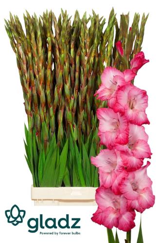 Gladiolus grootbloemig 'Cantate'