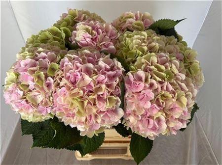 Hydrangea macrophylla 'Verena' (classic)