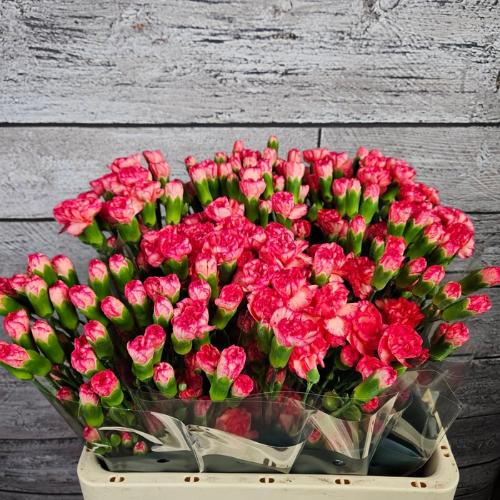 Dianthus tros overig