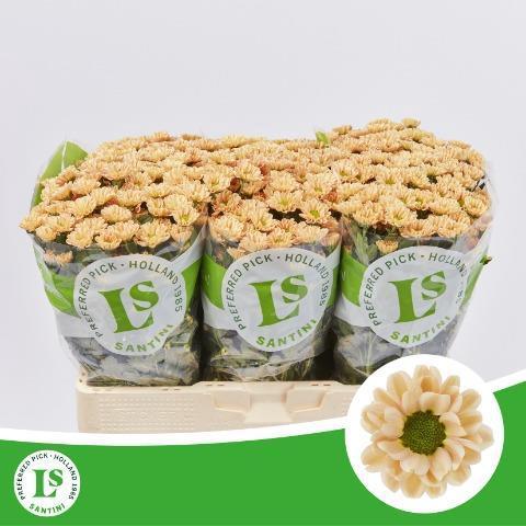 Chrysanthemum Indicum Grp tros santini 'Rossi Salmon'