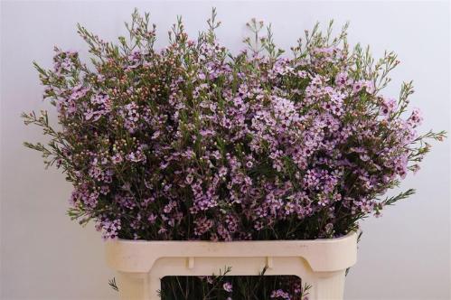 Chamelaucium uncinatum 'Early Nir'