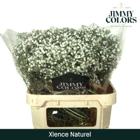 Gypsophila paniculata Xlence