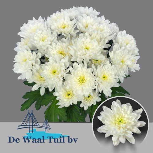 Chrysanthemum Indicum Grp tros kas Baltica