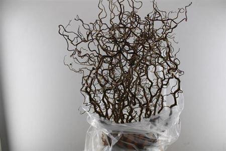 Corylus avellana 'Contorta'