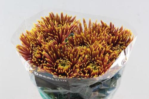 Chrysanthemum (Indicum Grp) geplozen Saffina Dark