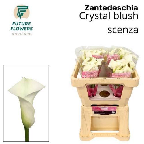 Zantedeschia 'Crystal Blush'