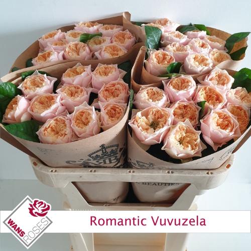Rosa grootbloemig 'Romantic Vuvuzela'