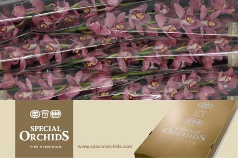 Cymbidium grootbloemig  'Lipstick'