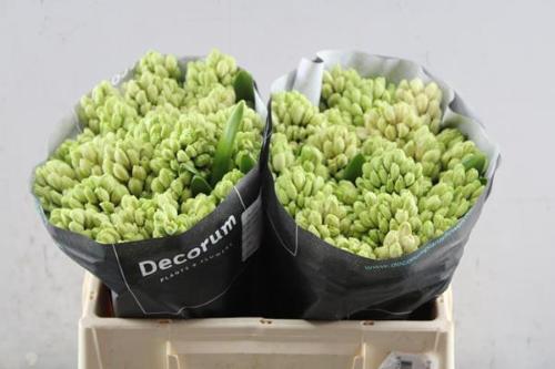 Hyacinthus orientalis 'Fondant'