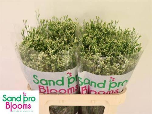 Limonium sinensis Cool Diamond