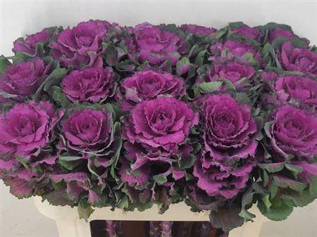 Brassica oleracea 'Elegance'