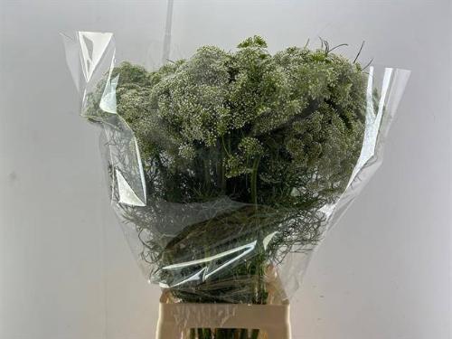 Ammi visnaga 'Casablanca'