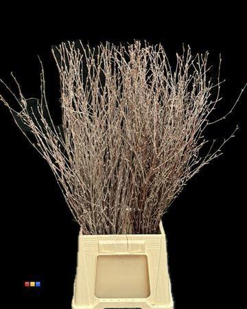 Betula per bos kleurbehandeld