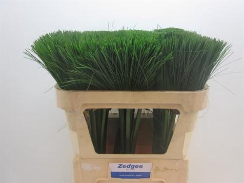 Cyperus papyrus