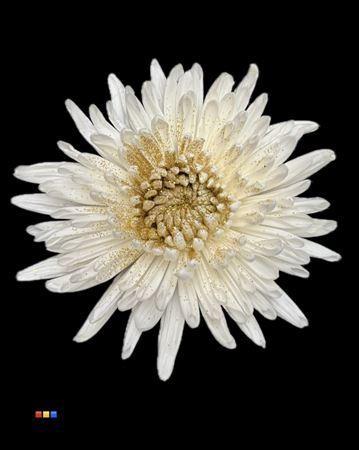 Chrysanthemum geplozen kas kleurbehandeld H%