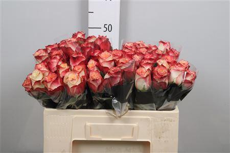 Rosa grootbloemig Attraction