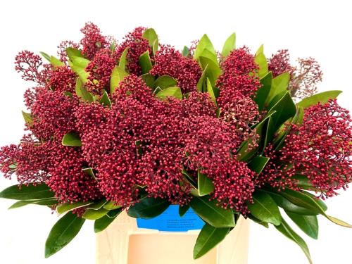 Skimmia per bos japonica 'Rubella'