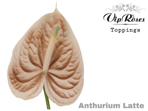 Anthurium Andreanum Grp kleurbehandeld H%