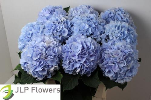 Hydrangea macrophylla 'Verena' (blauw)
