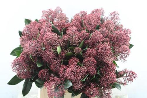 Skimmia per bos japonica 'Rubella'