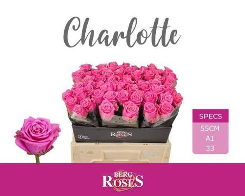 Rosa grootbloemig Tantau’s Charlotte