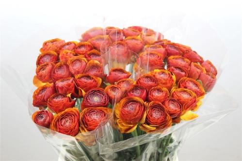 Ranunculus overig