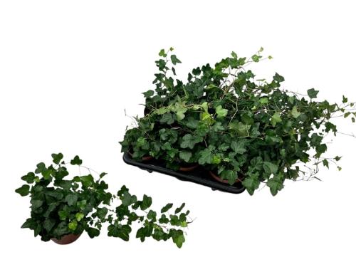 Hedera helix 'Wonder'