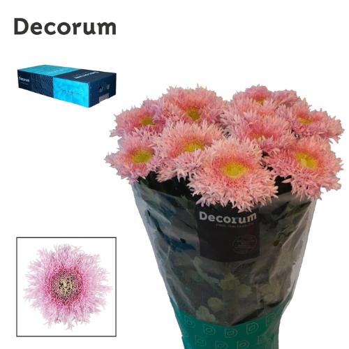 Chrysanthemum Indicum Grp geplozen Etrusko