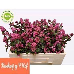 Symphoricarpos Magical Temptation