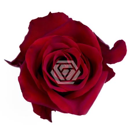 Rosa grootbloemig Explorer