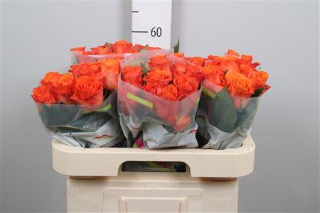 Rosa grootbloemig Orange Wave