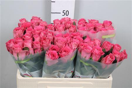 Rosa grootbloemig Watergame