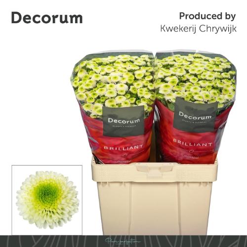 Chrysanthemum (Indicum Grp) tros santini Maverick