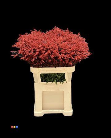 Solidago kleurbehandeld H%