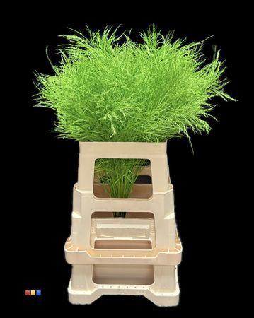 Decoratiegroen kleurbehandeld per bos H%