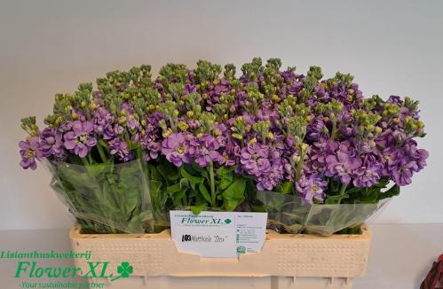 Matthiola incana 'Mathilda Lavender'