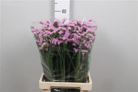 Limonium sinuatum Musical Wings