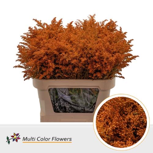 Solidago kleurbehandeld H%